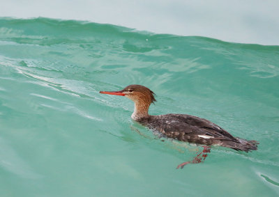 Red-breasted Merganser, female