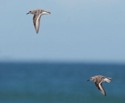 Sanderlings, breeding plumage, flying