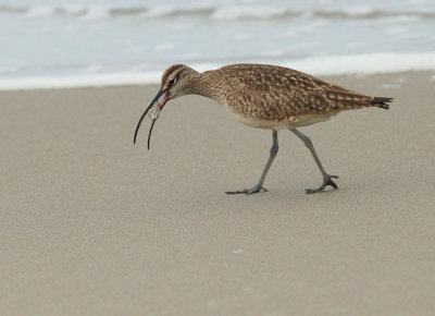 Whimbrel, with mole crab