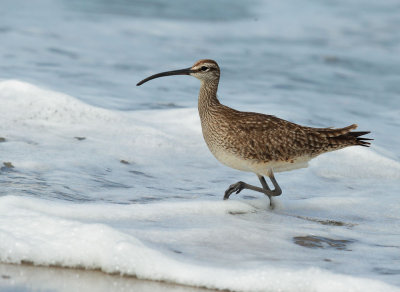 Whimbrel, in surf