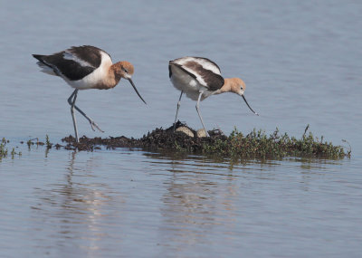 American Avocets, pair changing places
