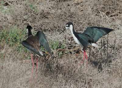Black-necked Stilts, nesting pair, snake in grass