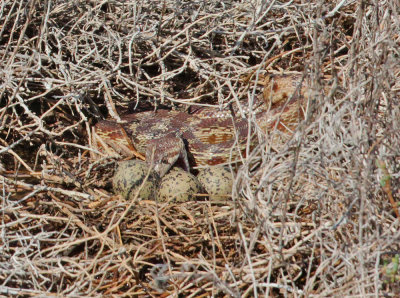 Detail, snake seizes egg