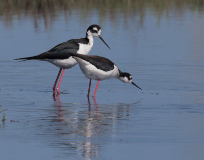 Black-necked Stilts, pair about to mate