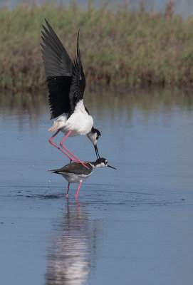 Black-necked Stilts, pair mating