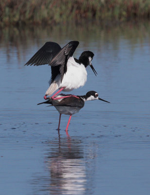 Black-necked Stilts, pair mating