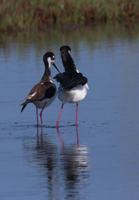 Black-necked Stilts, pair after mating