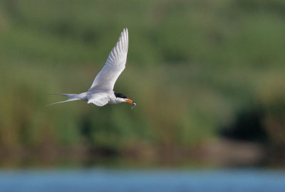 Forsters Tern, with fish