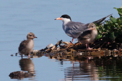 Forster's Terns, adult and two chicks