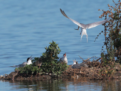 Forsters Terns, 3 adult females, 2 chicks, male with fish