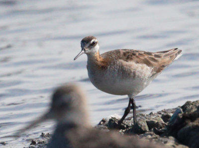 Wilson's Phalarope, breeding plumage male