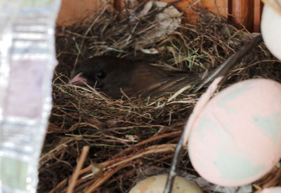 Dark-eyed Junco, Oregon, female incubating, 2015