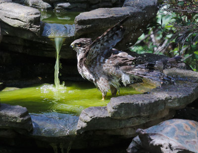 Cooper's Hawk, juvenile