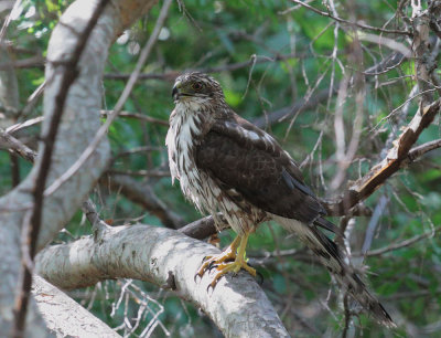 Cooper's Hawk, juvenile