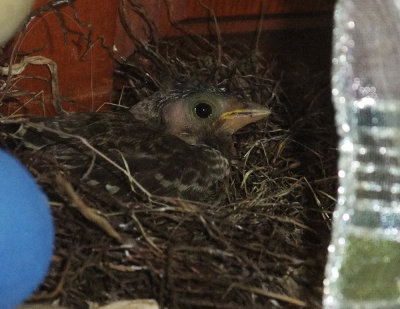 Brown-headed Cowbird nestling, in junco nest, June 29, 2015