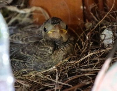 Brown-headed Cowbird nestling, in junco nest, June 29, 2015