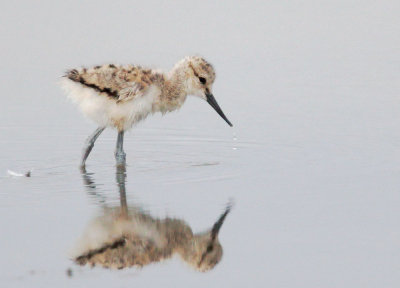 American Avocet, downy chick