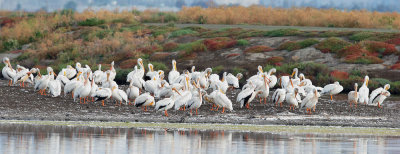 American White Pelicans