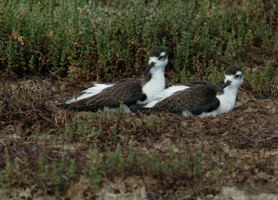 Black-necked Stilts, juveniles