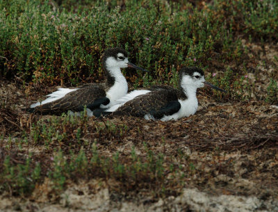 Black-necked Stilts, juveniles