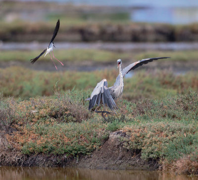 Great Blue Heron with Black-necked Stilt