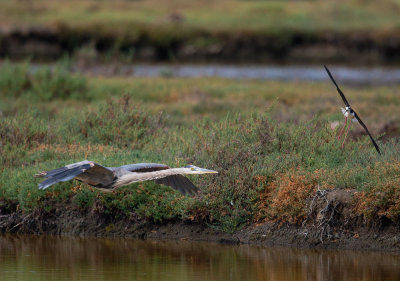 Great Blue Heron with Black-necked Stilt