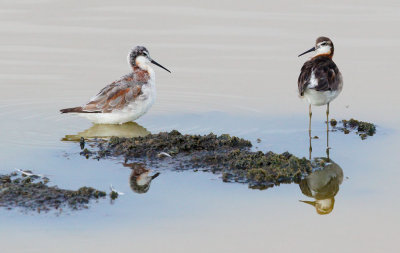 Wilsons Phalaropes, females