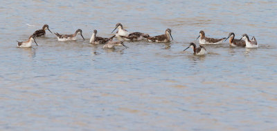 Wilson's Phalaropes, foraging in group