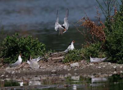 Forsters Terns, nest activity