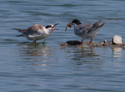 Forster's Terns, adult feeding fledgling