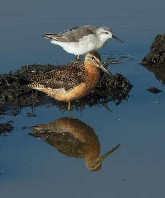Long-billed Dowitcher and Wilson's Phalarope