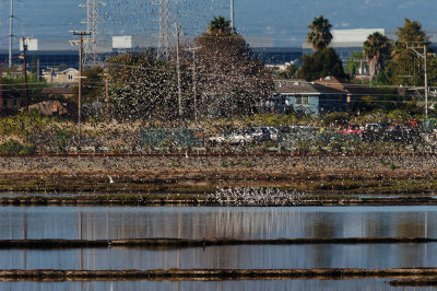 Wilson's Phalaropes Flock