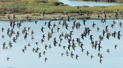 Wilson's Phalaropes Flock