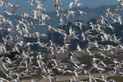 Elegant Terns, flock taking off
