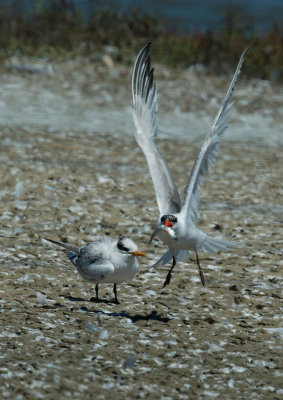 Elegant Terns, adult feeding juvenile
