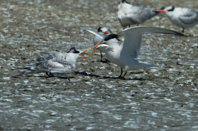 Elegant Terns, adult feeding juvenile