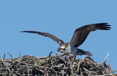 Osprey, nestling