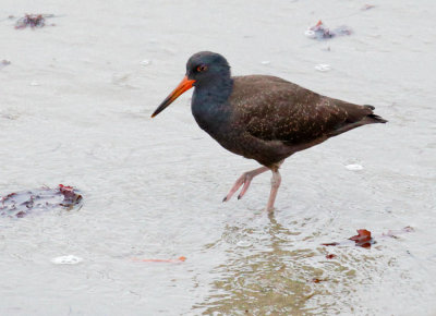 Black Oystercatcher, juvenile