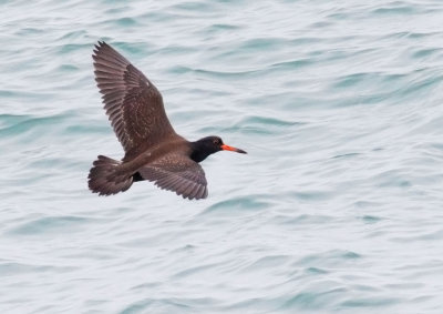 Black Oystercatcher, juvenile flying