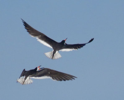 Black Skimmers, pair flying