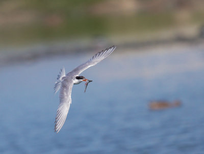 Forster's Tern, carrying fish to young bird