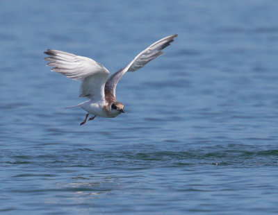 Forster's Tern, juvenile flying