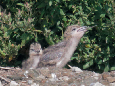 Forsters Terns, downy chicks with fish