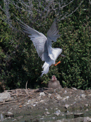Forster's Terns, adult feeding chick