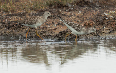 Lesser Yellowlegs, two