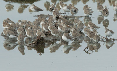 Western Sandpipers