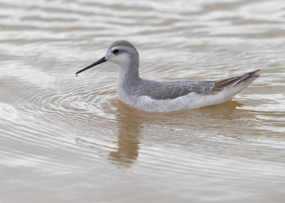 Wilson's Phalarope, non-breeding plumage