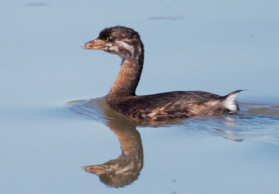 Pied-billed Grebe, juvenile