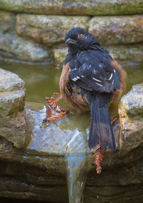 Spotted Towhee, male