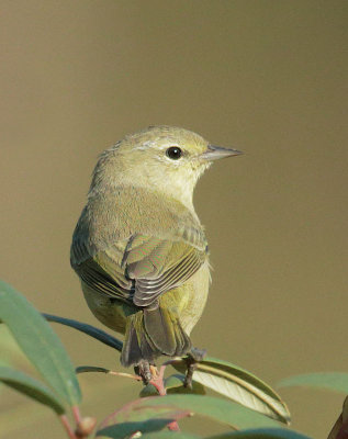 Orange-crowned Warbler